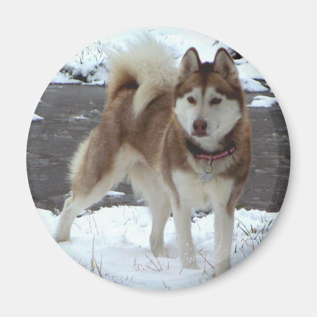 Snö Husky Magnet (Framsidan)