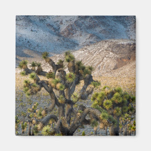 Snö i Death Valley Magnet