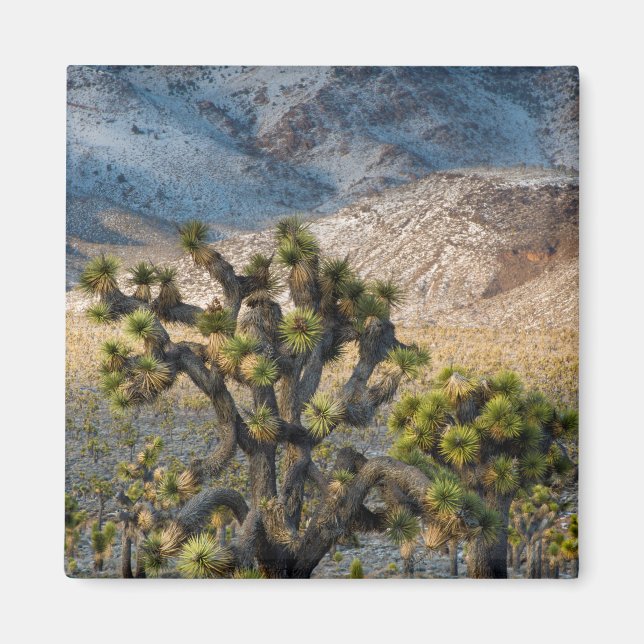 Snö i Death Valley Magnet (Framsidan)