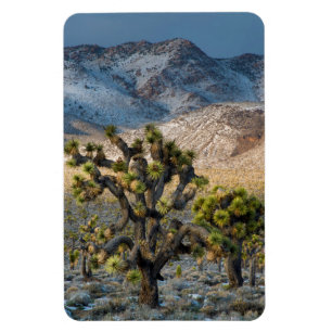 Snö i Death Valley Magnet