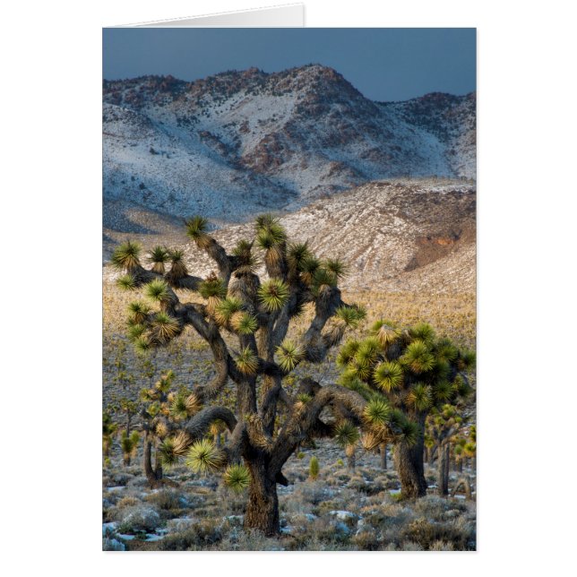 Snö i dödsdalen hälsningskort (Framsidan)