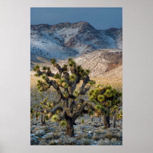 Snö i Dödsdalen Poster