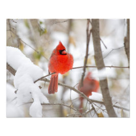 Snö Kardinal Fototryck