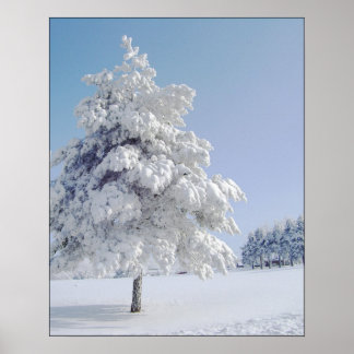 Snö Kissed Träd Poster