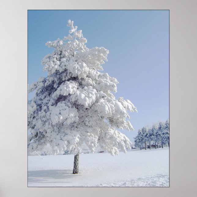 Snö Kissed Träd Poster (Framsidan)