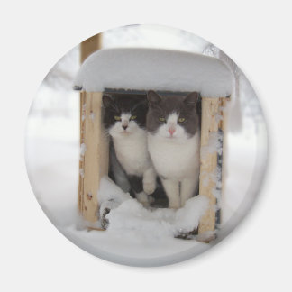 Snö Kittens Magnet