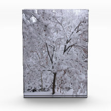 Snö-Laden Träd