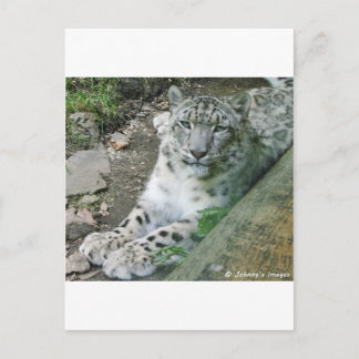 Snö Leopard 1 Vykort