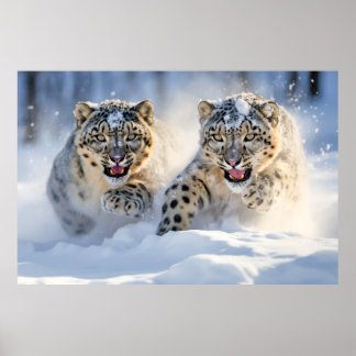 Snö Leopard Animal Natature Majestic Vild Poster