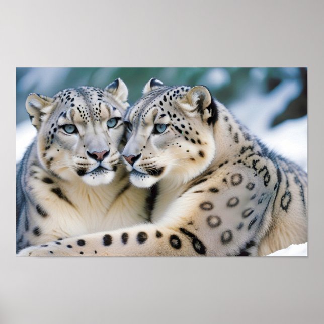Snö Leopard Animal Natature Wildlife Affection Car Poster (Framsidan)