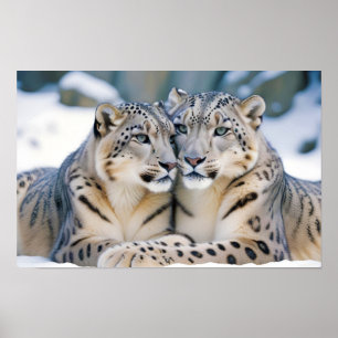 Snö Leopard Animal Natature Wildlife Affection Kär Poster
