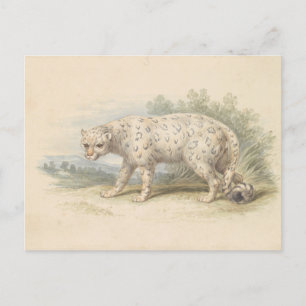 Snö Leopard av Charles Hamilton Smith Vykort