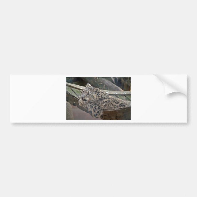 Snö Leopard Bildekal (Framsidan)