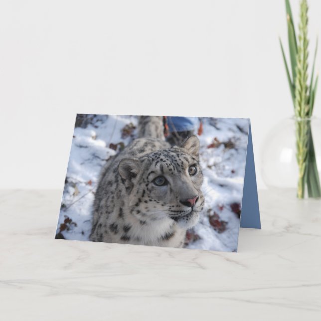 Snö Leopard Blank Greeting Card Kort (Framsida)