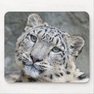 Snö Leopard Closeup Ansikte Musmatta
