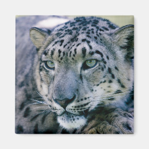 Snö Leopard closeup Magnet
