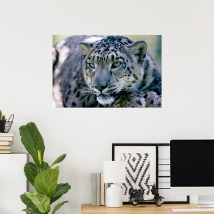Snö Leopard closeup Poster