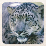 Snö Leopard closeup Underlägg Papper Kvadrat<br><div class="desc">Vackert stängsel bild av en Snö Leopard i vila Ett fint bild för vilket rum som helst. Bild efter luxstorm från Pixabay</div>