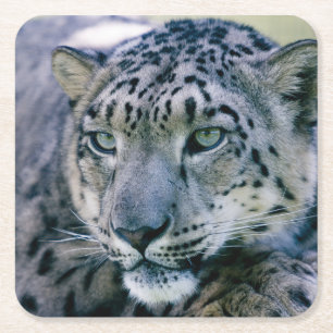 Snö Leopard closeup Underlägg Papper Kvadrat