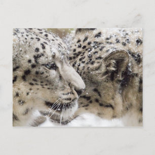 Snö Leopard Cuddle Vykort