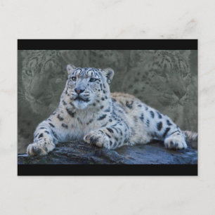 Snö Leopard Dreams Postcard Vykort