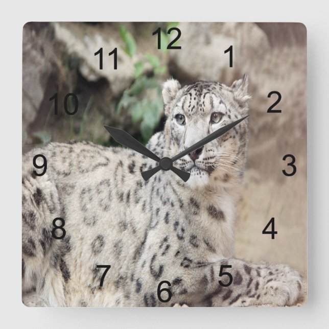 Snö Leopard Fyrkantig Klocka (Framsida)