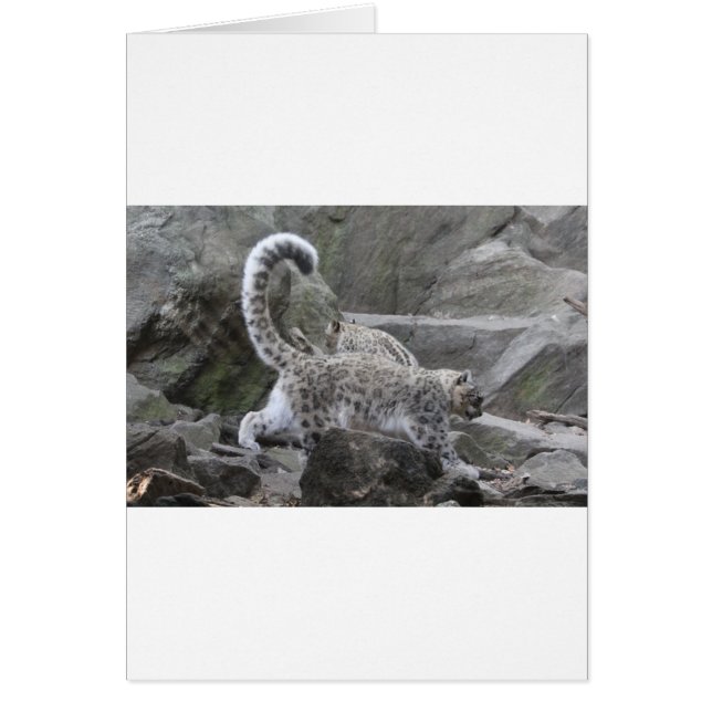 snö leopard hälsningskort (Framsidan)