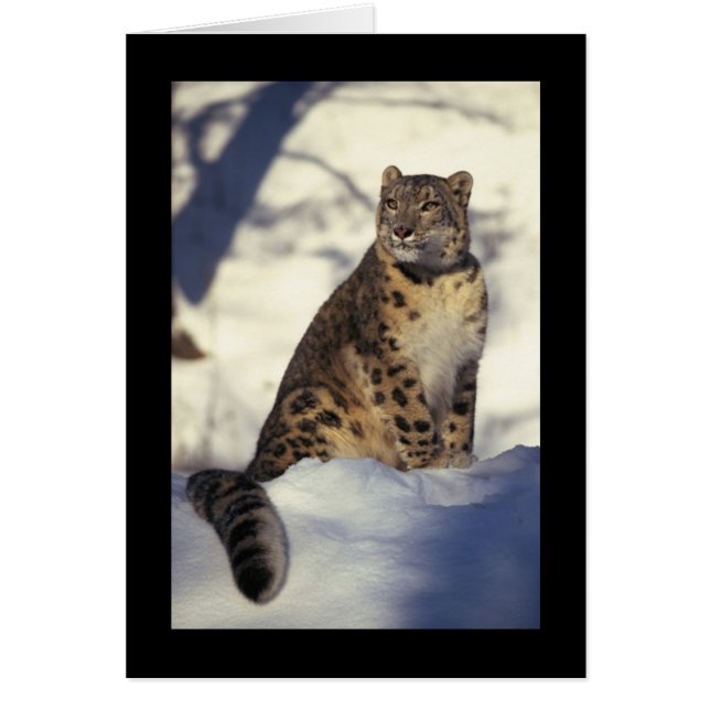 Snö Leopard Hälsningskort (Framsidan)