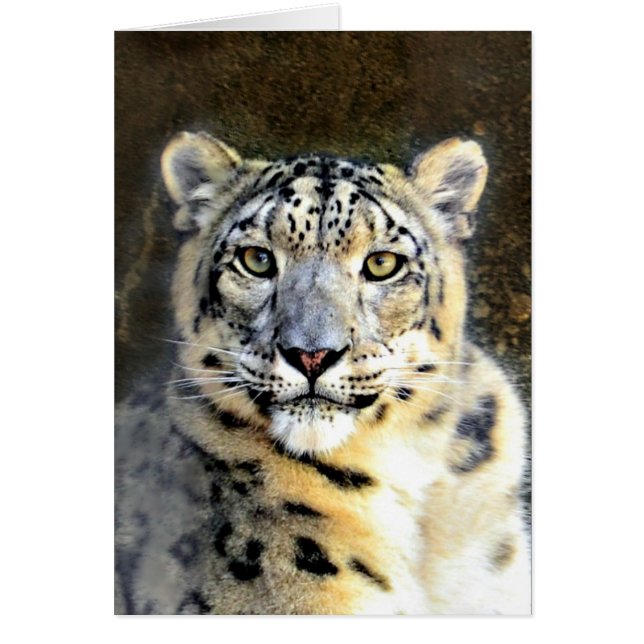 Snö Leopard Hälsningskort (Framsidan)