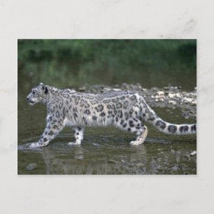 Snö leopard i floden vykort