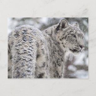 Snö Leopard i Snö Vykort