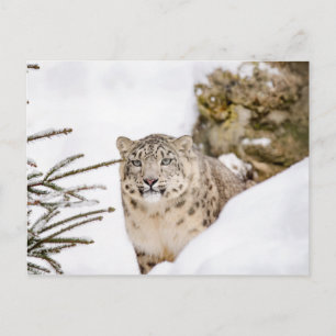 Snö Leopard i Snö Vykort