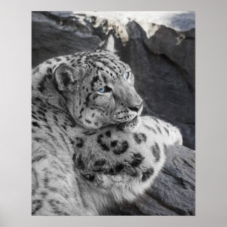 Snö Leopard Isig Stare Poster