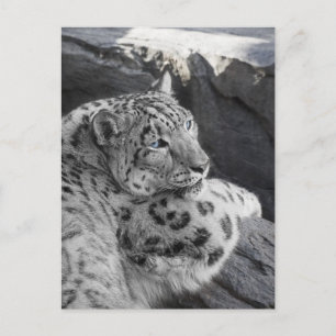 Snö Leopard Isig Stare Vykort