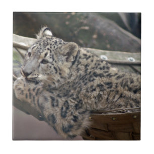 Snö Leopard Kakelplatta