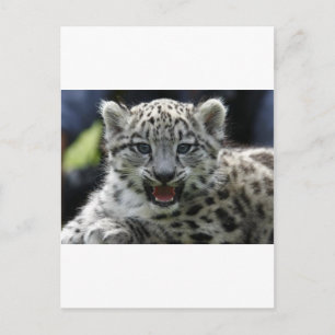 Snö Leopard Kitten Vykort