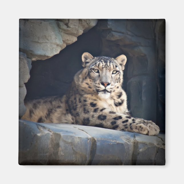 Snö Leopard Magnet (Framsidan)