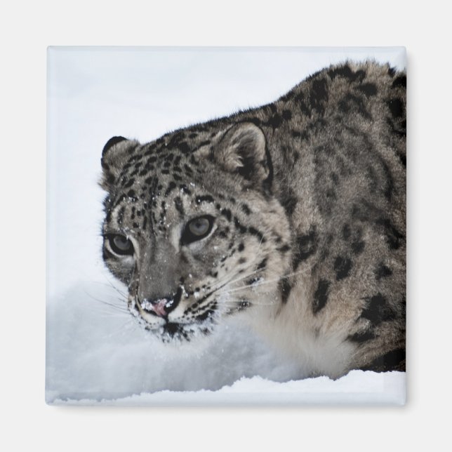 Snö Leopard Magnet (Framsidan)