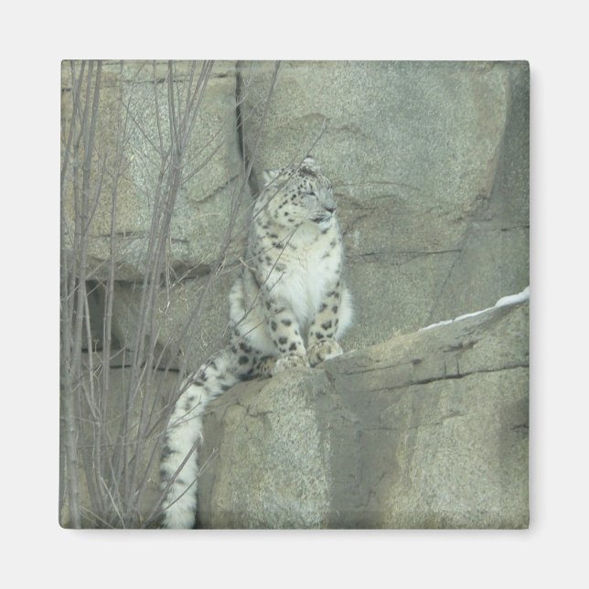 snö leopard magnet (Framsidan)