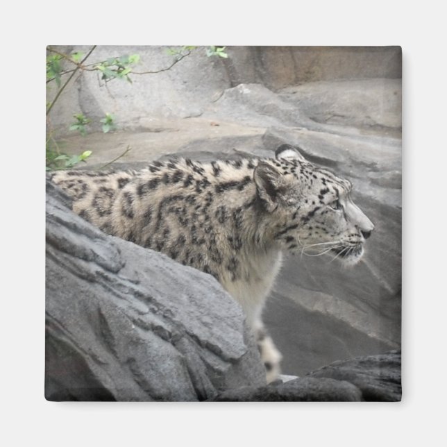 Snö Leopard Magnet (Framsidan)
