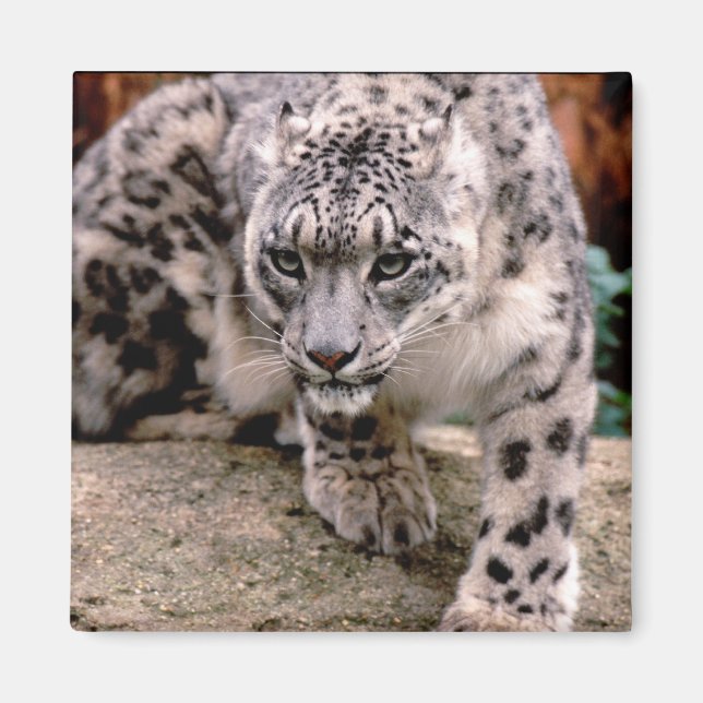 Snö Leopard Magnet (Framsidan)