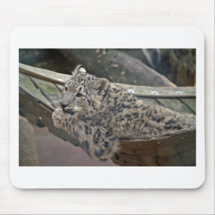 Snö Leopard Musmatta