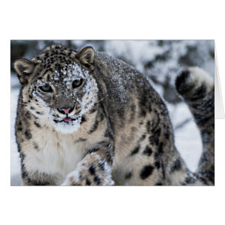 Snö Leopard på Prowl Hälsningskort