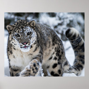 Snö Leopard på Prowl Poster
