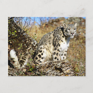 Snö Leopard på uppslagningen Vykort