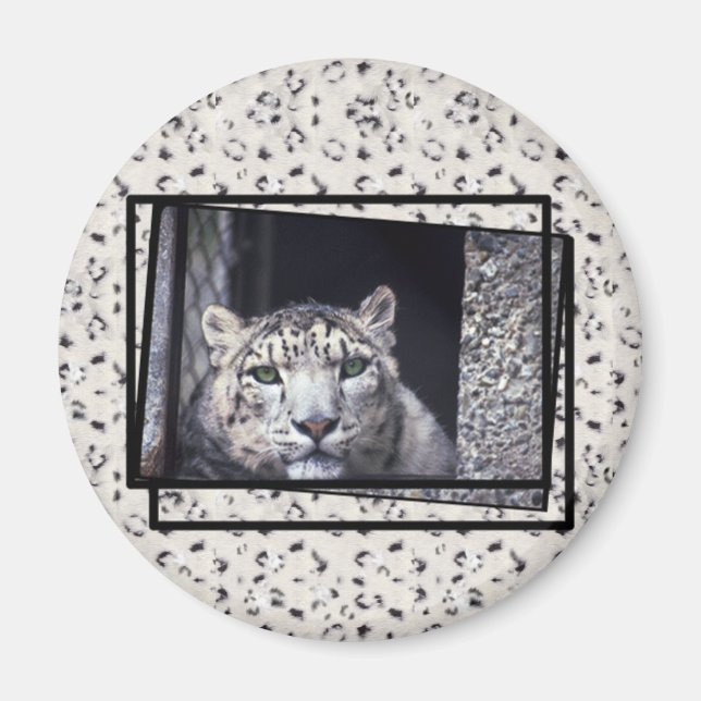 Snö Leopard Photo Magnet (Framsidan)