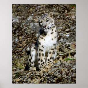 Snö Leopard Posing Poster