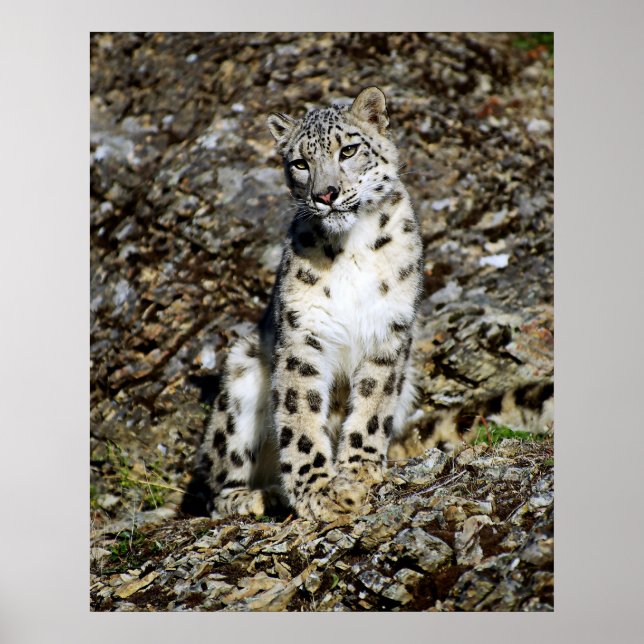 Snö Leopard Posing Poster (Framsidan)