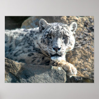 Snö leopard poster