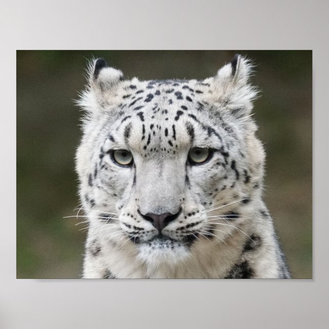 Snö Leopard Poster (Framsidan)